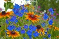 Blue bell flower close up Royalty Free Stock Photo