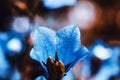 Blue bell flower close-up Royalty Free Stock Photo