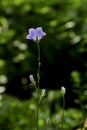 Blue bell flower on a thin stem, Campanula Carpatica