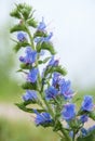 Blue bell flowers branch on blurry isolated background