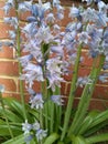 Blue Bell Flowers