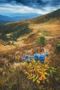 Blue bell flowers on a mountain hill Royalty Free Stock Photo