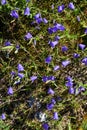 Blue bell flowers on a mountain meadow Royalty Free Stock Photo