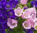 Blue Bell Flowers,purple bell flower. Beautiful spring background with campanula bouquet.