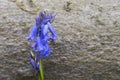 Blue bell Hyacinthoides Royalty Free Stock Photo