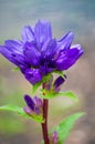 Blue bell mountain flowers Royalty Free Stock Photo