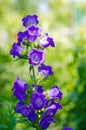 Blue bell-shaped flower spike