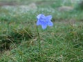 Blue bell is some kind of mountain flower