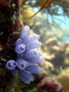 Blue Bell Tunicate Royalty Free Stock Photo