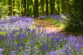 Blue bell wood in the springtime