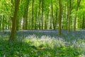 Blue bell wood in the springtime