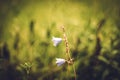 Blue bellflower growing in field Royalty Free Stock Photo