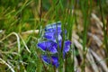 Blue bellflower in High Tatra mountains, campanula alpina