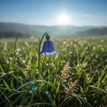 Blue Bellflower Illuminated by Morning Sun in a Meadow Royalty Free Stock Photo