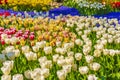 Blue bellflowers Grape hyacinth and yellow tulips Keukenhof Netherlands Royalty Free Stock Photo