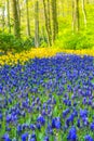 Blue bellflowers Grape hyacinth and yellow tulips Keukenhof Netherlands Royalty Free Stock Photo