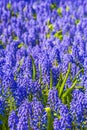 Blue bellflowers Grape hyacinth and yellow tulips Keukenhof Netherlands Royalty Free Stock Photo