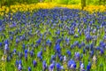 Blue bellflowers Grape hyacinth and yellow tulips Keukenhof Netherlands Royalty Free Stock Photo