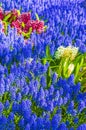 Blue bellflowers Grape hyacinth and yellow tulips Keukenhof Netherlands Royalty Free Stock Photo