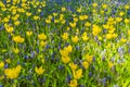 Blue bellflowers Grape hyacinth and yellow tulips Keukenhof Netherlands Royalty Free Stock Photo