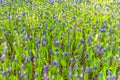 Blue bellflowers Grape hyacinth and yellow tulips Keukenhof Netherlands Royalty Free Stock Photo
