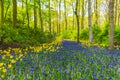 Blue bellflowers Grape hyacinth and yellow tulips Keukenhof Netherlands Royalty Free Stock Photo