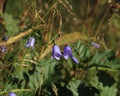 Blue bellflowers growing in Egersund Royalty Free Stock Photo