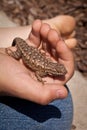 Blue bellied lizard Royalty Free Stock Photo