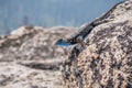 Blue bellied lizard Sceloporus occidentalis Royalty Free Stock Photo