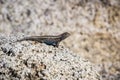 Blue bellied lizard Sceloporus occidentalis resting on a granite rock, Yosemite National Park, California Royalty Free Stock Photo