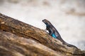 Blue bellied lizard Sceloporus occidentalis resting on a tree trunk, Yosemite National Park, California Royalty Free Stock Photo