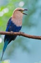 Blue-bellied Roller Royalty Free Stock Photo