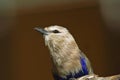 Blue bellied roller Royalty Free Stock Photo