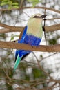 Blue-Bellied Roller Royalty Free Stock Photo