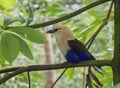 The blue-bellied roller closeup Royalty Free Stock Photo