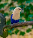 The Blue-Bellied Roller Coracias cyanogaster, a colorful bird native to West Africa Royalty Free Stock Photo