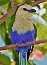 Blue-Bellied Roller Coracias cyanogaster Royalty Free Stock Photo