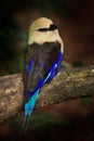 Blue-bellied Roller, Coracias cyanogaster, in the nature habitat. Wild bird form Liberia in Africa. Beautiful bird with white head