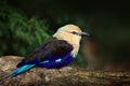 Blue-bellied Roller, Coracias cyanogaster, in the nature habitat. Wild bird form Senegal in Africa. Beautiful bird with white head Royalty Free Stock Photo