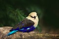 Blue-bellied Roller, Coracias cyanogaster, in the nature habitat. Wild bird form Senegal in Africa. Beautiful bird with white head