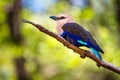 Blue-Bellied Roller (Coracias cyanogaster) Royalty Free Stock Photo