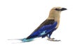 Blue-bellied roller profile view, Coracias cyanogaster Royalty Free Stock Photo