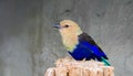 Blue bellied roller sitting on a tree stump, a colorful bird that is well spread throughout the savannah of africa Royalty Free Stock Photo