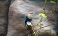 The Blue-bellied roller stands on the branch. The blue-bellied roller Coracias cyanogaster Royalty Free Stock Photo