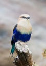 The Blue-bellied roller stands on the branch. The blue-bellied roller Coracias cyanogaster Royalty Free Stock Photo