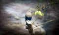 The Blue-bellied roller stands on the branch. The blue-bellied roller Coracias cyanogaster Royalty Free Stock Photo