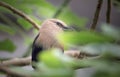 The Blue-bellied roller stands on the branch. The blue-bellied roller Coracias cyanogaster Royalty Free Stock Photo