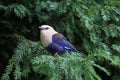 A blue-bellied roller Royalty Free Stock Photo
