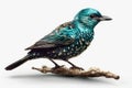 Blue-bellied Starling - Luscinia svecica AI generated animal ai