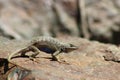 Blue Bellied Western Fence Lizard Royalty Free Stock Photo